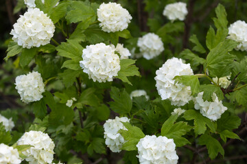 The viburnum bush buldenezh has dispersed the snow-white balls of flowers.