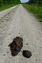 Pferdeäpfel auf Schotter