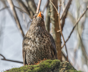 Amsel im Sonnenschein