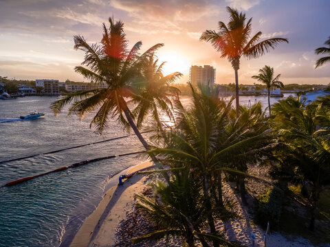 Sunset with palm trees and ocean