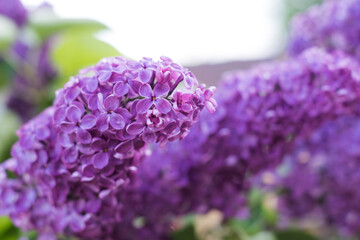 Lilac branch. Floral background, greeting card. Nature.