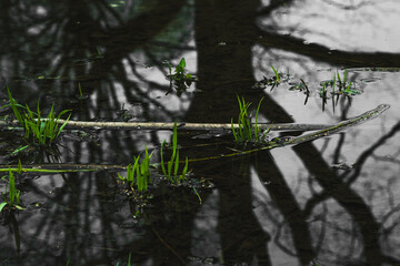 large-scale reflections on a large puddle in the forest.