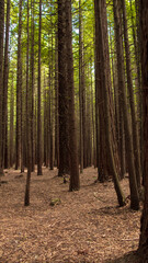 Redwood Forest View.  Tall Redwood Trees. Late Summer Woods Landscape. Green Leaves. New Zealand. Late Summer Season Forest Vegetetion. Evening in the Woods.