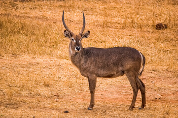 Naklejka na ściany i meble Antelope in the National Park Tsavo East, Tsavo West. Kenya, Africa