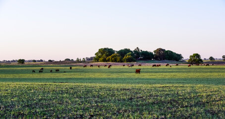 Cattle in Argentine countryside,La Pampa Province, Argentina.