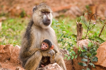 Baboon family in the Jungle, Safari in Africa. Kenya