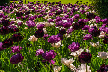 Fototapeta premium Russia. May 19, 2021. Bright tulips bloomed in the courtyards of Kronstadt.