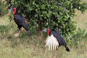 Kaffernhornrabe / Southern ground hornbill / Bucorvus leadbeateri