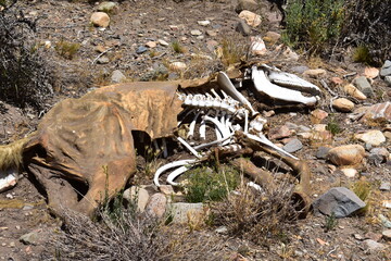Bones from Dead Animal, Empty of Life