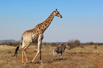 Obraz na płótnie Canvas Giraffe und Steppenzebra / Giraffe and Burchell's zebra / Giraffa Camelopardalis et Equus burchellii