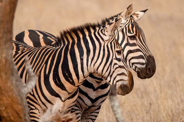 Fototapeta na wymiar Portrait with two zebras. Tsavo west national park. Kenya. Africa