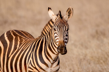 Fototapeta na wymiar Zebra portrait. Tsavo west national park. Kenya. Africa
