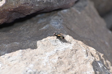 Fly Over a Rock