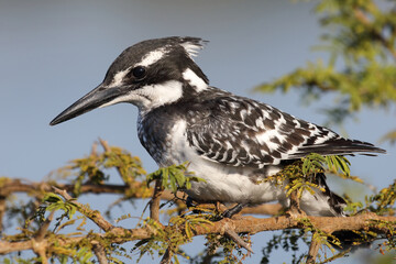 Graufischer / Pied kingfisher / Ceryle rudis