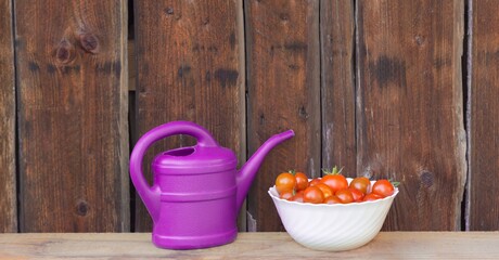 Harvest red tomatoes in white bowl next pink watering can. Gardening fresh and juicy vegetables from farming agriculture. Organic nature solanum bio tomato food on wooden copyspace panorama