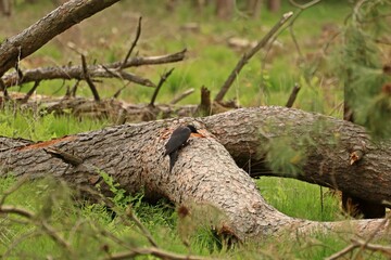 Weiblicher Schwarzspecht (Dryocopus martius) an umgestürzter Kiefer