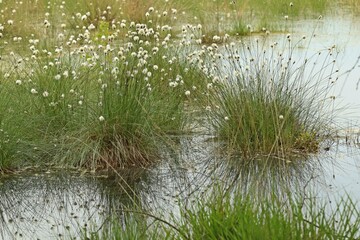 Fruchtendes Scheiden-Wollgras (Eriophorum vaginatum) im Pietzmoor