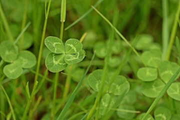 Vierblättriges Kleeblatt in der Wiese