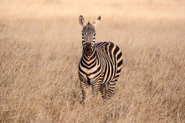 Obraz premium Zebra portrait. Tsavo west national park. Kenya. Africa