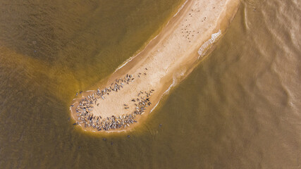 View from the drone on the seals resting on the sandbanks. Gdansk, Mewia Łacha, Poland.
