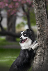 border collie dog