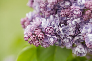 beautiful lilac flowers in a spring garden