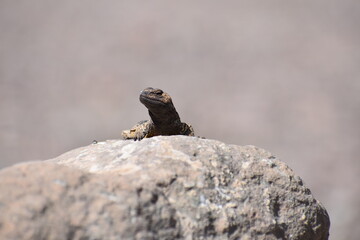Lizard on a Rock Taking Warmer with the Rays of Light from the Sun