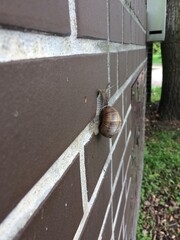 Ślimak winniczek (Helix pomatia) © Maria