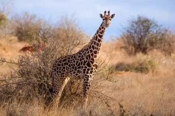 Portrait of Rothschild's giraffe. Tsavo West National Park. Kenya, Africa