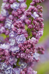 beautiful lilac flowers in a spring garden