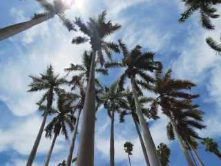 Fototapeten Las palmeras tocan el cielo © HASS