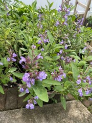 sage plants with purple blooms