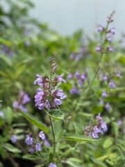 sage plants with purple blooms