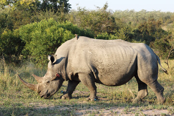 Fototapeta premium Breitmaulnashorn und Rotschnabel-Madenhacker / Square-lipped rhinoceros and Red-billed oxpecker / Ceratotherium Simum et Buphagus erythrorhynchus.