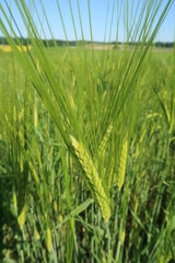 Young, green wheat in the field