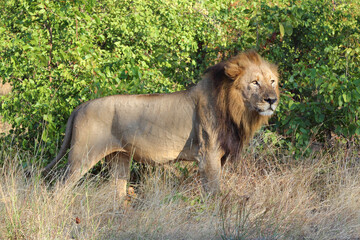 Naklejka premium Afrikanischer Löwe / African lion / Panthera leo.