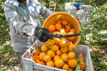 Picker at work unloading a basket full of oranges in a bigger fruit box during harvest season in Sicily - 437454052