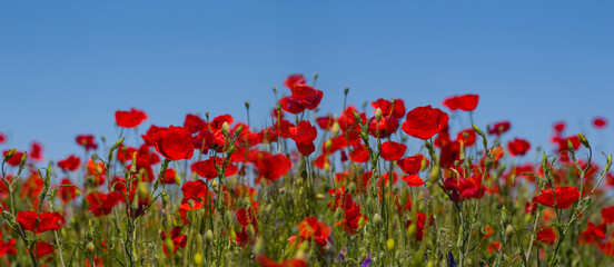 Fototapeta premium green prairie covered by red poppy flowers, summer natural background
