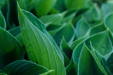 Obraz premium Close up of green leaves in the garden. Textured natural background.
