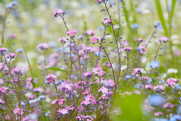 forget me not flowers, assortment of color - pink,blue and white