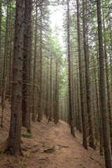 ground road through pine forest on mount slope