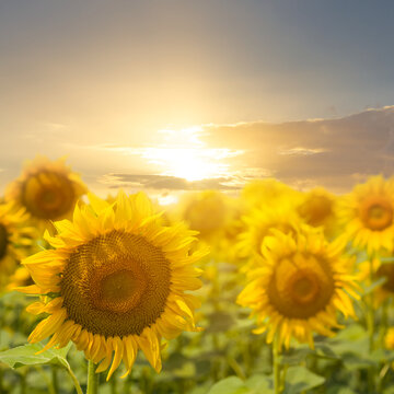 golden sunflower field at the sunset, agricultural countryside scene © Yuriy Kulik
