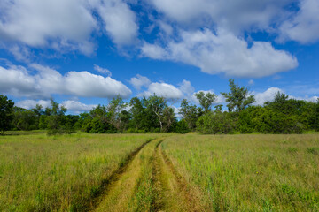 green forest glade with ground road, countryside scene