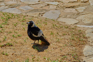 A black and white colored Australian Magpie looking up toward the camera from the ground.