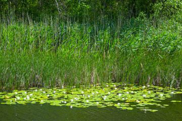 small quiet river with white water lily, natural scene