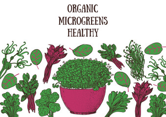 Microgreens hand drawn vector illustration. Organic healthy food. Microgreens sprouts. Good nutrition. Various micro greens. Hand drawn design. Healthy lifestyle. Design for packaging and more.