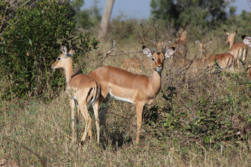 Schwarzfersenantilope / Impala / Aepyceros melampus