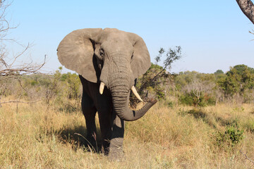 Fototapeta premium Afrikanischer Elefant / African elephant / Loxodonta africana