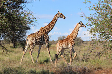 Giraffe / Giraffe / Giraffa camelopardalis.
