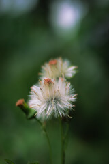 bee on a dandelion